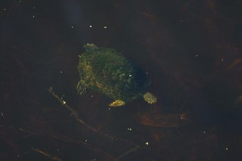 turtle in water